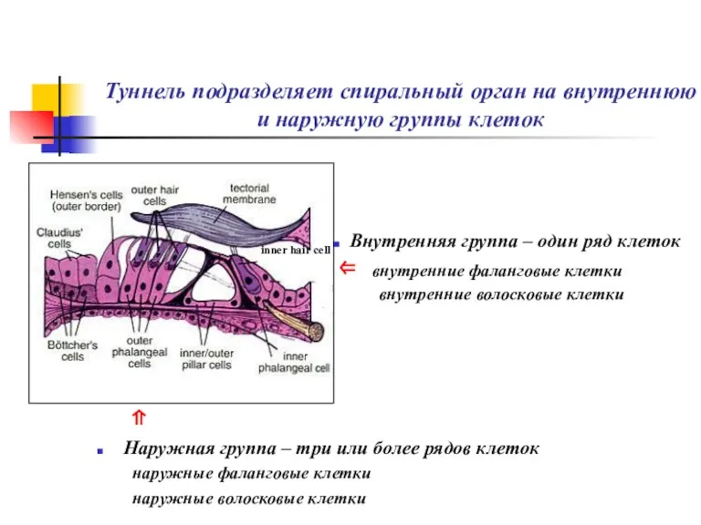 Туннель подразделяет спиральный орган на внутреннюю и наружную группы клеток