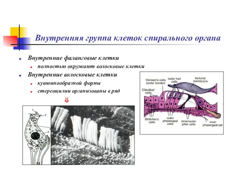 Внутренняя группа клеток спирального органа Внутренние фаланговые клетки полностью окружают