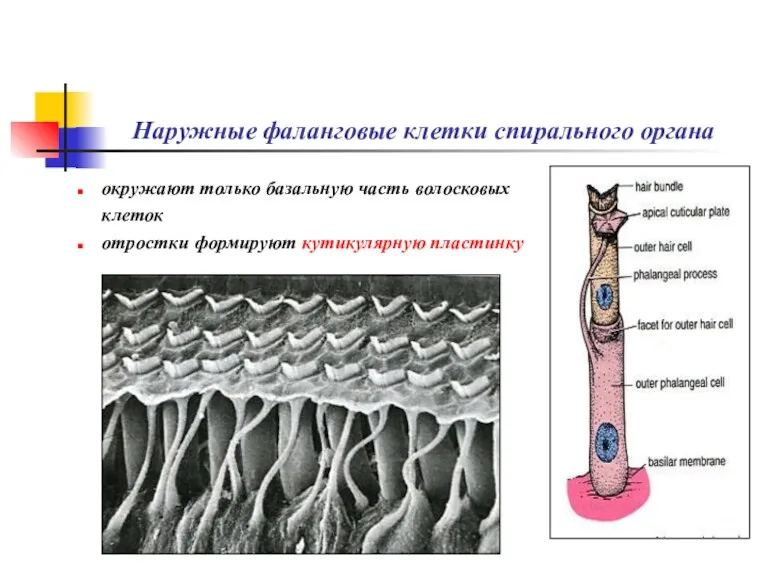 Наружные фаланговые клетки спирального органа окружают только базальную часть волосковых клеток отростки формируют кутикулярную пластинку