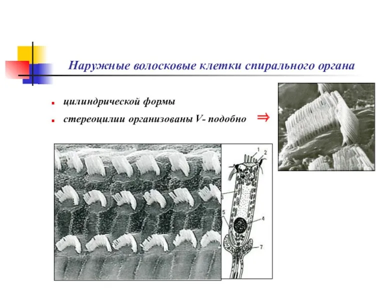 Наружные волосковые клетки спирального органа цилиндрической формы стереоцилии организованы V- подобно ⇒