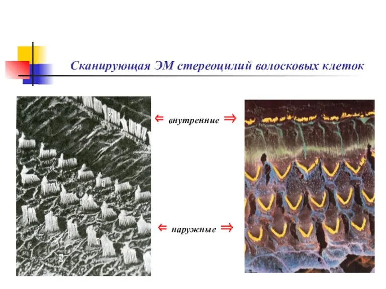 Сканирующая ЭМ стереоцилий волосковых клеток ⇐ внутренние ⇒ ⇐ наружные ⇒