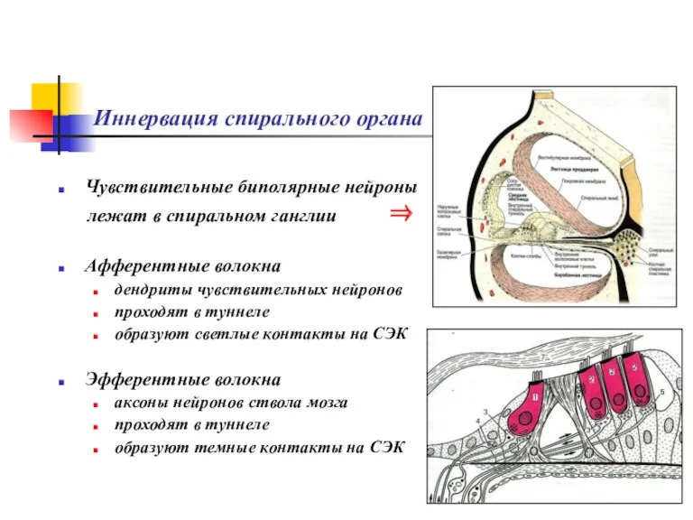 Иннервация спирального органа Чувствительные биполярные нейроны лежат в спиральном ганглии