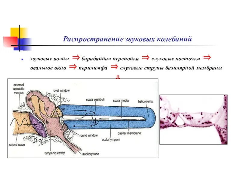 Распространение звуковых колебаний звуковые волны ⇒ барабанная перепонка ⇒ слуховые