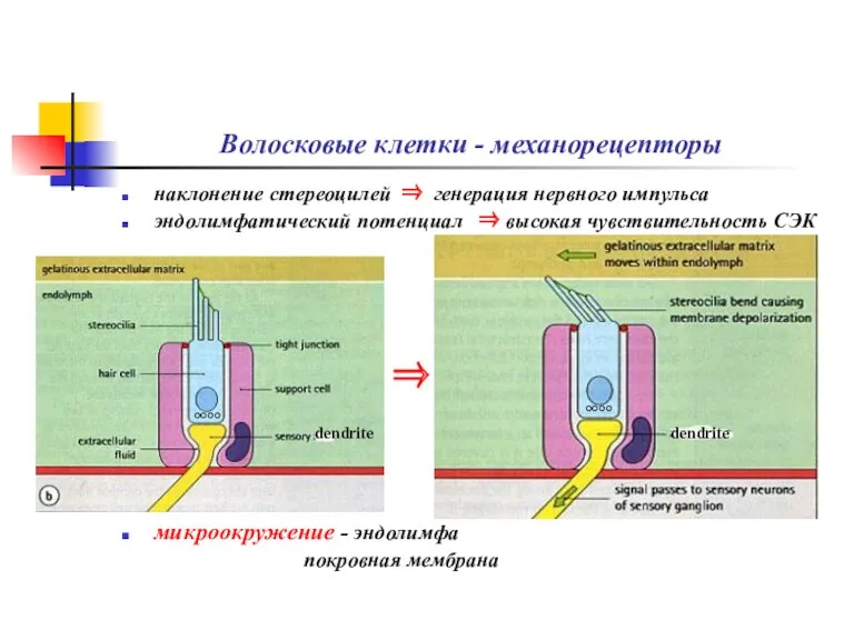 Волосковые клетки - механорецепторы наклонение стереоцилей ⇒ генерация нервного импульса