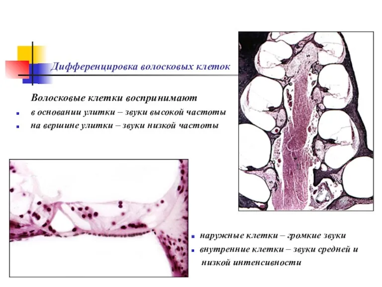 Дифференцировка волосковых клеток Волосковые клетки воспринимают в основании улитки –