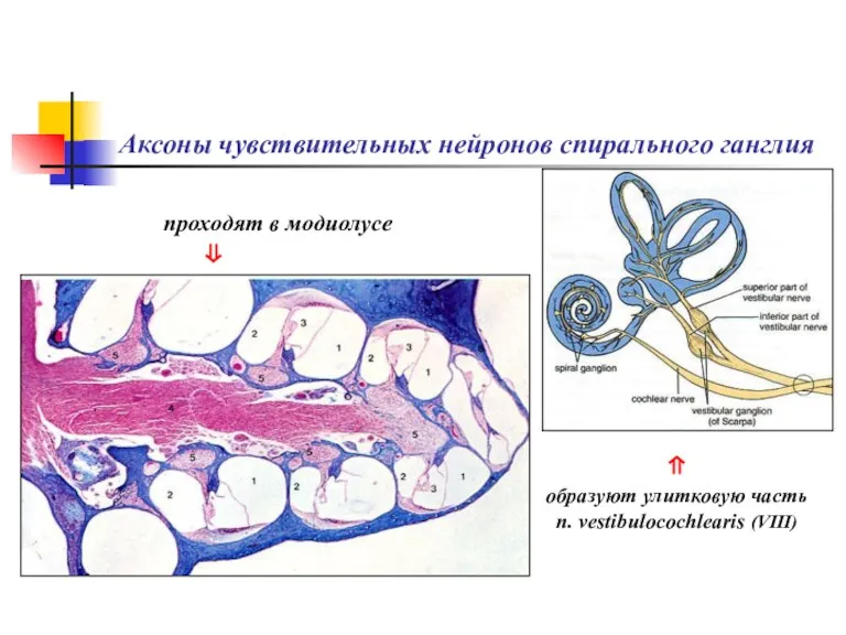 Аксоны чувствительных нейронов спирального ганглия ⇑ образуют улитковую часть n. vestibulocochlearis (VIII) проходят в модиолусе ⇓