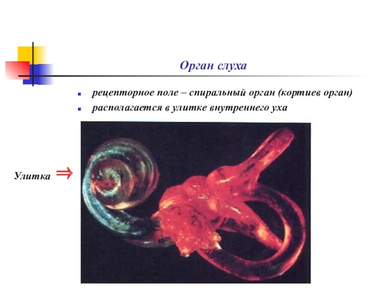 Орган слуха рецепторное поле – спиральный орган (кортиев орган) располагается в улитке внутреннего уха Улитка ⇒