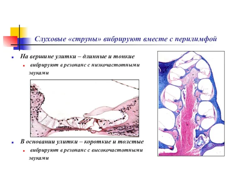 Слуховые «струны» вибрируют вместе с перилимфой На вершине улитки –