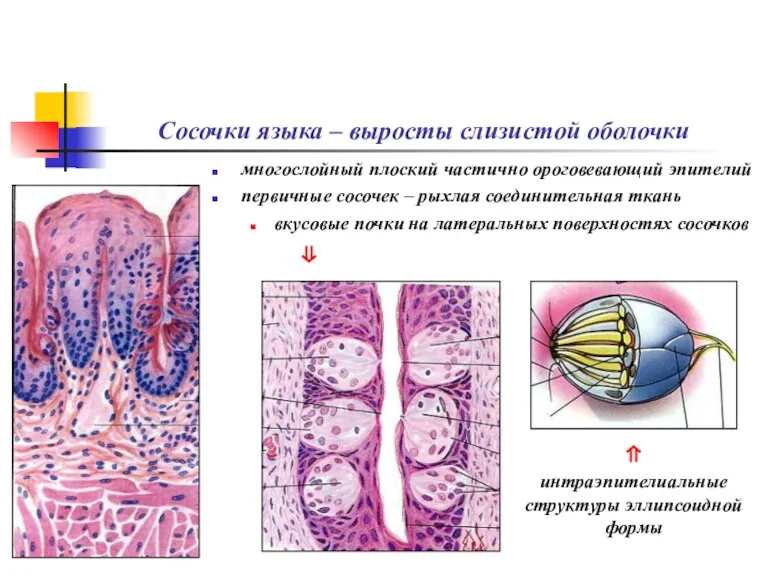 Сосочки языка – выросты слизистой оболочки многослойный плоский частично ороговевающий