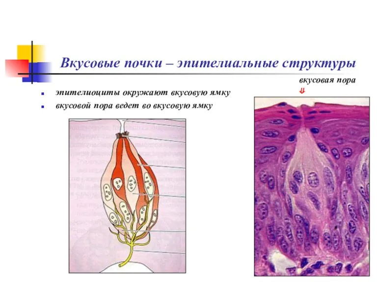Вкусовые почки – эпителиальные структуры эпителиоциты окружают вкусовую ямку вкусовой