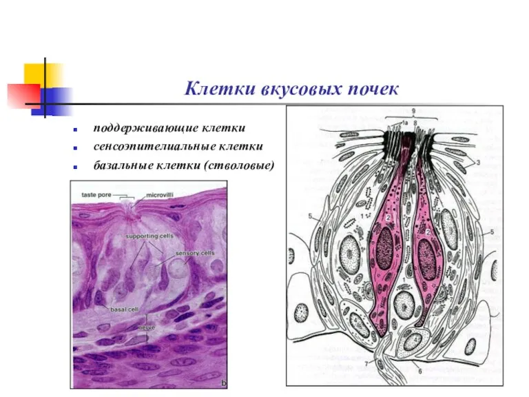 Клетки вкусовых почек поддерживающие клетки сенсоэпителиальные клетки базальные клетки (стволовые)