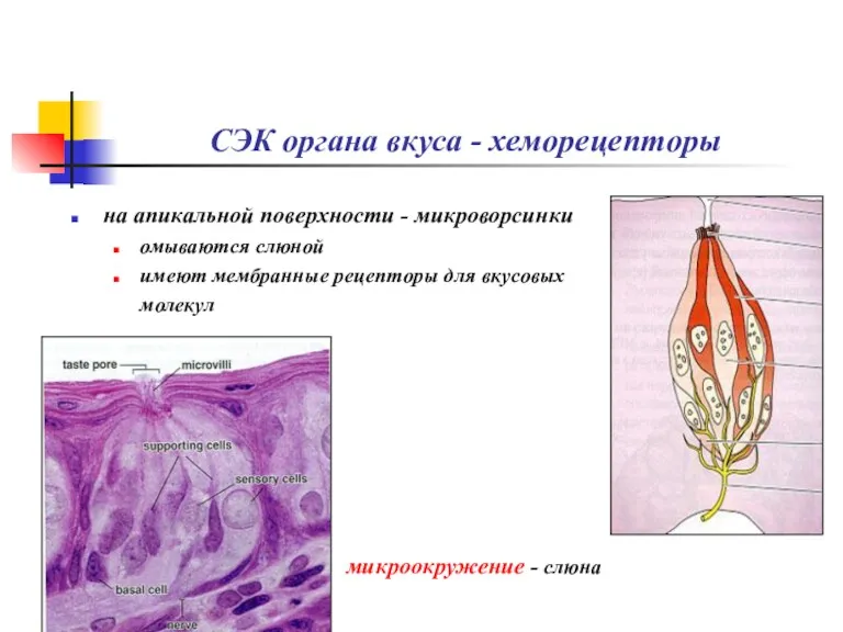 СЭК органа вкуса - хеморецепторы на апикальной поверхности - микроворсинки