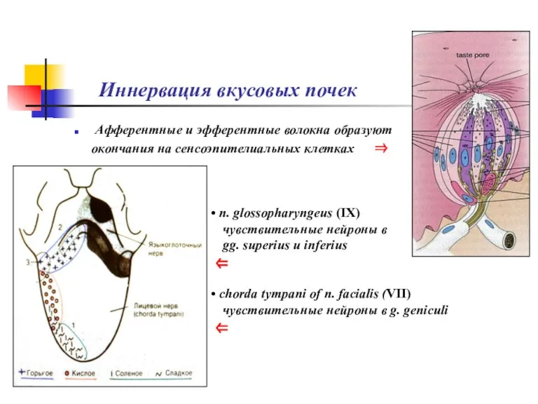 Иннервация вкусовых почек Афферентные и эфферентные волокна образуют окончания на