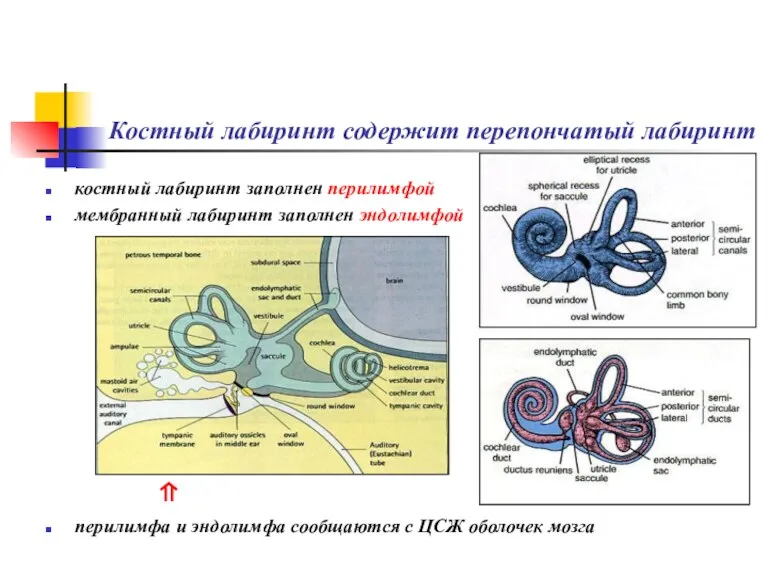Костный лабиринт содержит перепончатый лабиринт костный лабиринт заполнен перилимфой мембранный