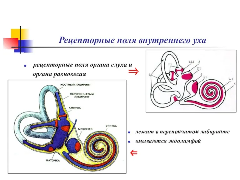 Рецепторные поля внутреннего уха рецепторные поля органа слуха и органа