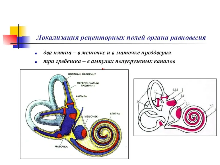 Локализация рецепторных полей органа равновесия два пятна – в мешочке