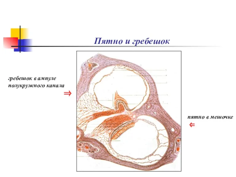 Пятно и гребешок гребешок в ампуле полукружного канала ⇒ пятно в мешочке ⇐