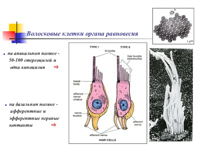 Волосковые клетки органа равновесия на базальном полюсе - афферентные и