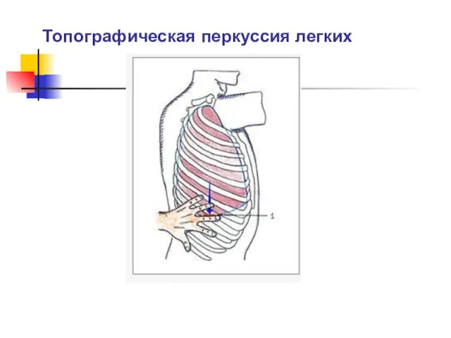 Топографическая перкуссия легких