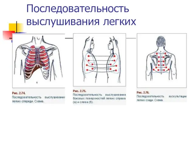 Последовательность выслушивания легких