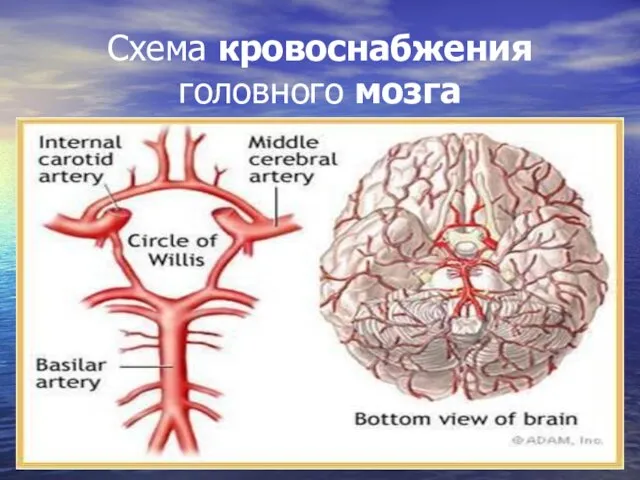Схема кровоснабжения головного мозга