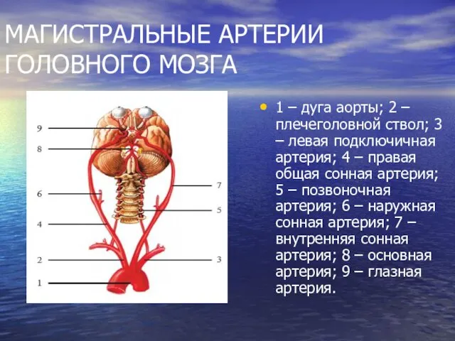 МАГИСТРАЛЬНЫЕ АРТЕРИИ ГОЛОВНОГО МОЗГА 1 – дуга аорты; 2 – плечеголовной ствол; 3