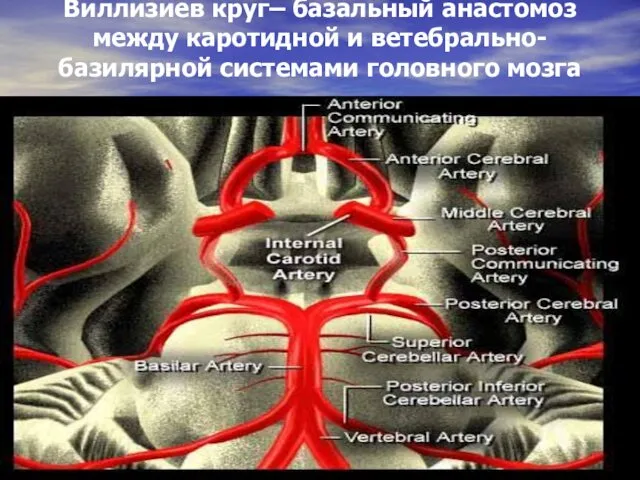 Виллизиев круг– базальный анастомоз между каротидной и ветебрально-базилярной системами головного мозга