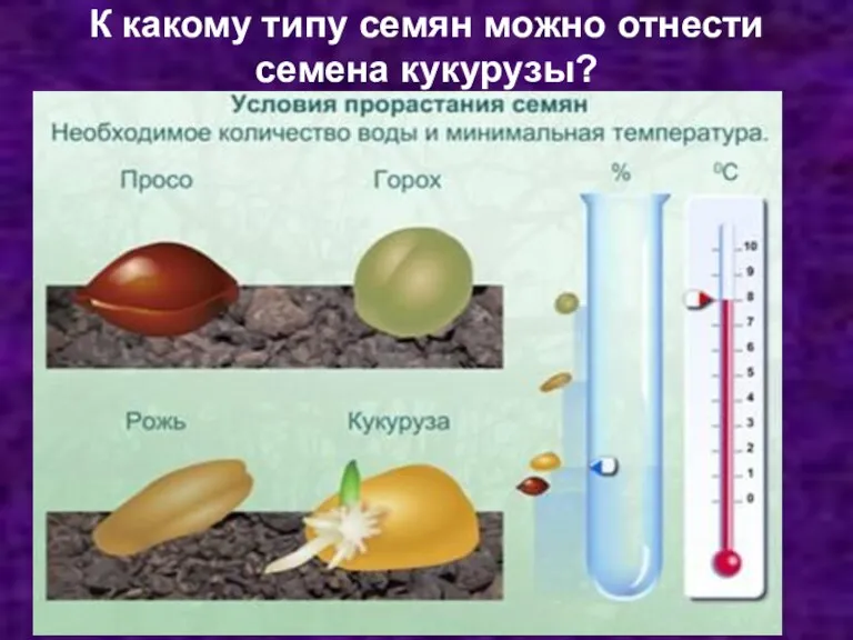 К какому типу семян можно отнести семена кукурузы?