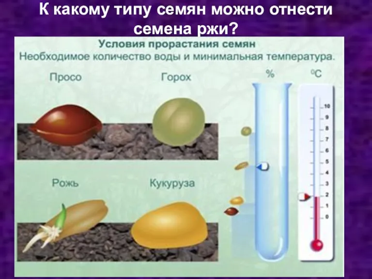 К какому типу семян можно отнести семена ржи?