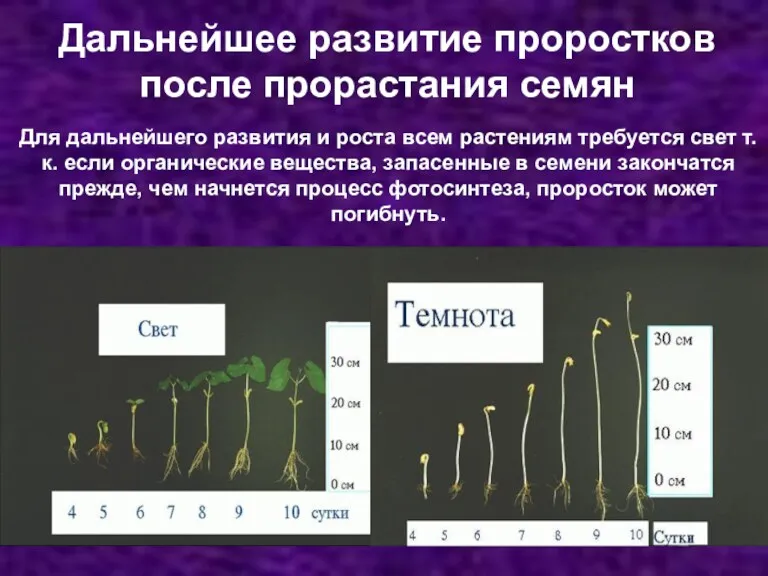 Дальнейшее развитие проростков после прорастания семян Для дальнейшего развития и