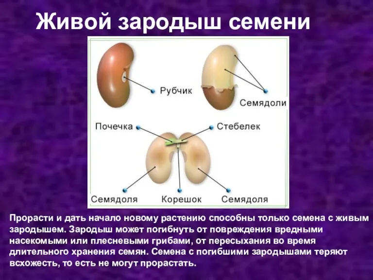 Живой зародыш семени Прорасти и дать начало новому растению способны