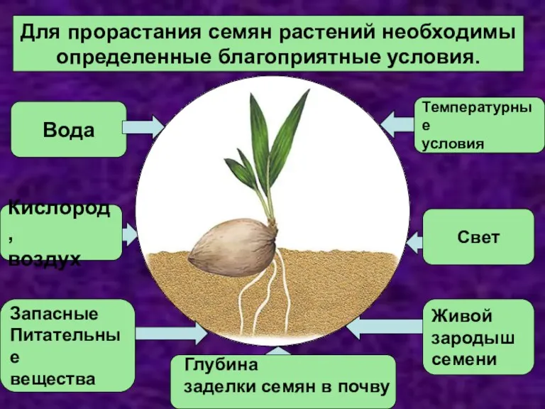 Для прорастания семян растений необходимы определенные благоприятные условия. Вода Запасные