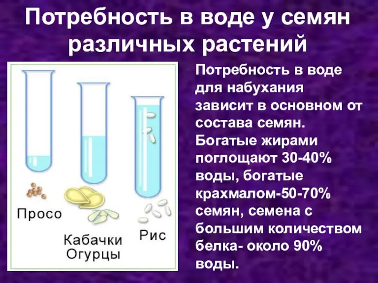 Потребность в воде у семян различных растений Потребность в воде