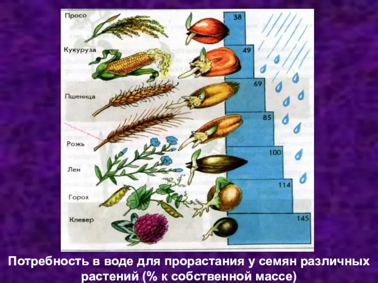 Потребность в воде для прорастания у семян различных растений (% к собственной массе)