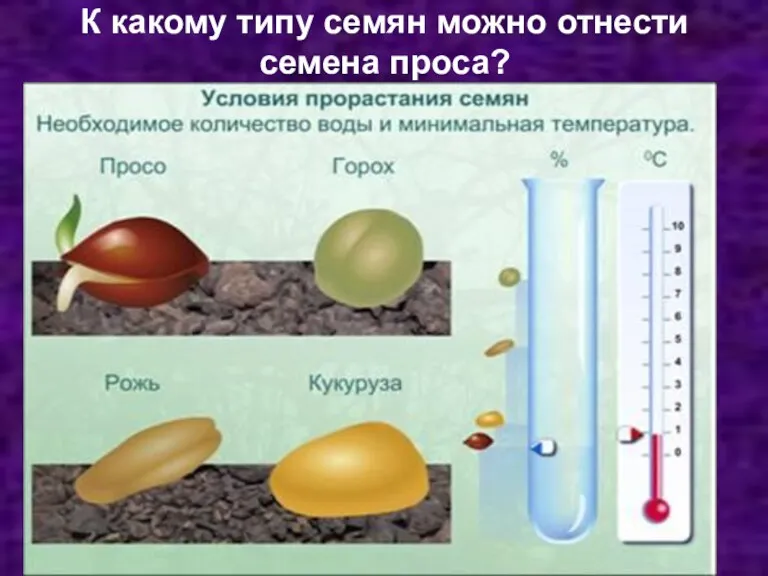 К какому типу семян можно отнести семена проса?