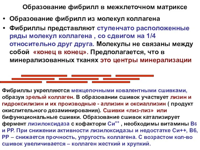 Образование фибрилл в межклеточном матриксе Образование фибрилл из молекул коллагена