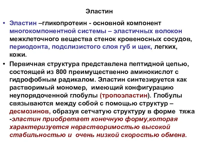 Эластин Эластин –гликопротеин - основной компонент многокомпонентной системы – эластичных