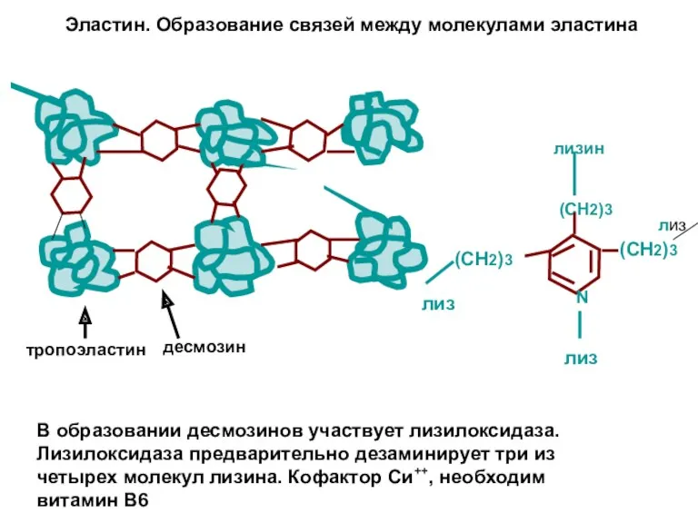 Эластин. Образование связей между молекулами эластина (СН2)3 (СН2)3 N (СН2)3