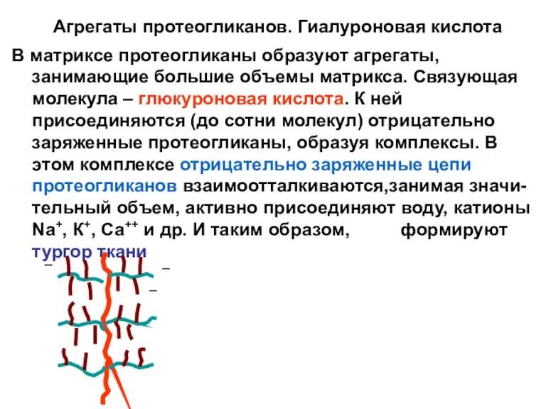 Агрегаты протеогликанов. Гиалуроновая кислота В матриксе протеогликаны образуют агрегаты, занимающие