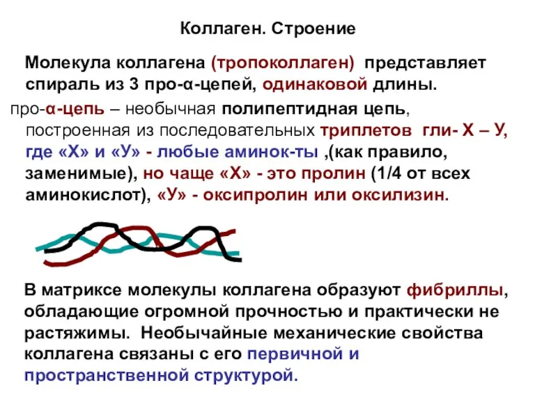 Коллаген. Строение Молекула коллагена (тропоколлаген) представляет спираль из 3 про-α-цепей,