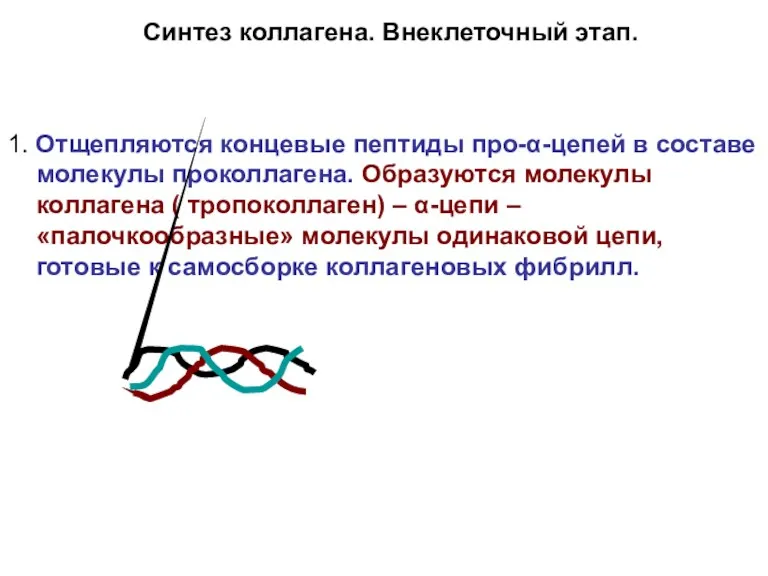 Синтез коллагена. Внеклеточный этап. 1. Отщепляются концевые пептиды про-α-цепей в