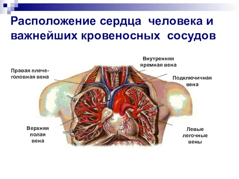 Расположение сердца человека и важнейших кровеносных сосудов Верхняя полая вена