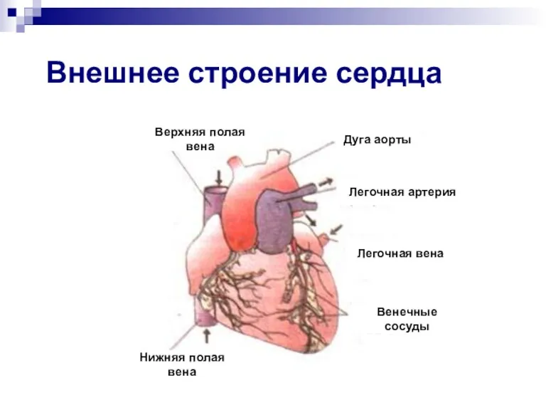 Внешнее строение сердца Легочная артерия Верхняя полая вена Дуга аорты