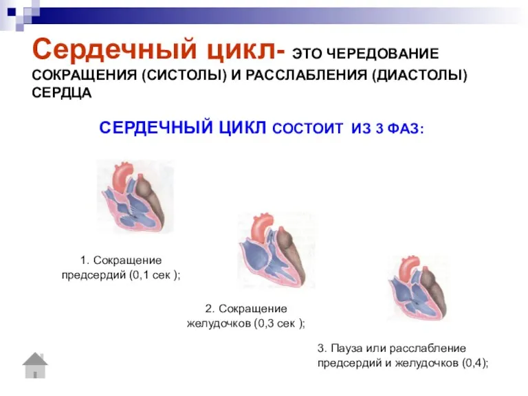 Сердечный цикл- ЭТО ЧЕРЕДОВАНИЕ СОКРАЩЕНИЯ (СИСТОЛЫ) И РАССЛАБЛЕНИЯ (ДИАСТОЛЫ) СЕРДЦА