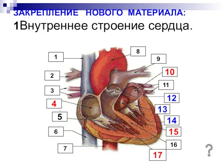 ЗАКРЕПЛЕНИЕ НОВОГО МАТЕРИАЛА: 1Внутреннее строение сердца. 14 9 1 12