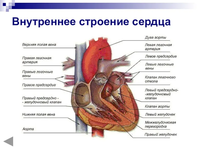 Внутреннее строение сердца