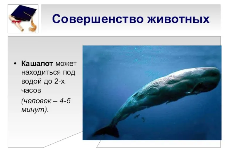 Совершенство животных Кашалот может находиться под водой до 2-х часов (человек – 4-5 минут).