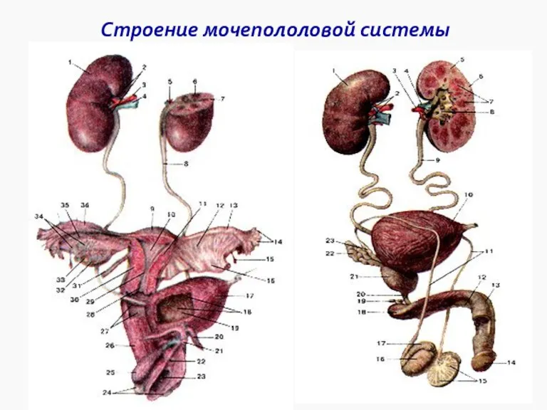 Строение мочепололовой системы