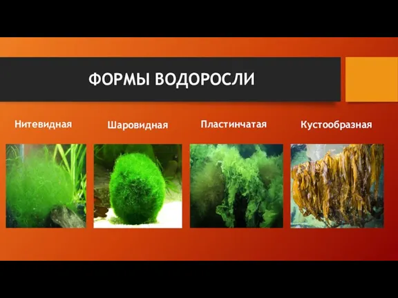 ФОРМЫ ВОДОРОСЛИ Нитевидная Кустообразная Шаровидная Пластинчатая