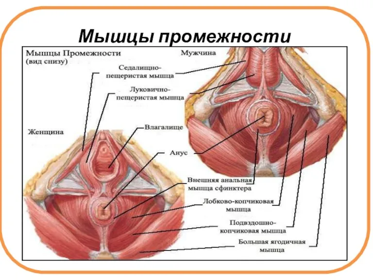 Мышцы промежности